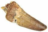 Fossil Spinosaurus Tooth - Feeding Worn Tooth #357832-1